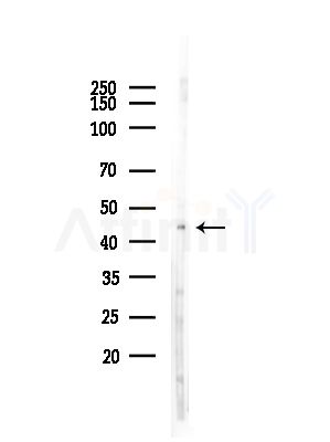 DKK3 Antibody - Western blot analysis of lysates from HepG2 cells(heat-shock,45min treatment), using DKK3 Antibody at 1/1000 dilution.