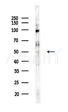POLD3 Antibody - Western blot analysis of lysates from HepG2 cells(heat-shock,45min treatment), using POLD3 Antibody at 1/1000 dilution.