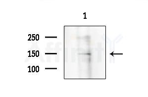 DZIP3 Antibody - Western blot analysis of extracts from Rat brain, using DZIP3 Antibody at 1/1000 dilution.