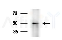 MYLIP Antibody - Western blot analysis of lysates from HepG2 cells
(heat-shock treatment), using MYLIP Antibody at 1/1000 dilution.