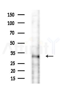 RNF144B Antibody - Western blot analysis of extracts from HepG2 cells(starvation,24h treatment), using RNF144B Antibody at 1/1000 dilution.