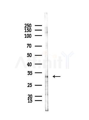RNF144B Antibody - Western blot analysis of lysates from HepG2 cells(starvation,24h treatment), using RNF144B Antibody at 1/1000 dilution.