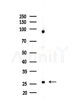 ELOVL5 Antibody - Western blot analysis of lysates from Mouse testis, using ELOVL5 Antibody at 1/1000 dilution.