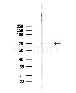 NEIL3 Antibody - Western blot analysis of lysates from Mouse testis, using NEIL3 Antibody at 1/1000 dilution.