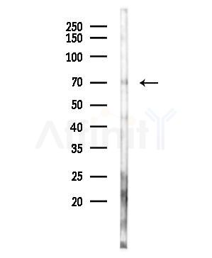 EPN3 Antibody - Western blot analysis of lysates from RAW264.