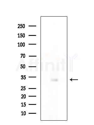 FKBPL Antibody - Western blot analysis of extracts from EC304 cells(starvation treatment), using FKBPL Antibody at 1/1000 dilution.