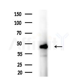 FOXD4 Antibody - Western blot analysis of extracts from Mouse testis, using FOXD4 Antibody at 1/1000 dilution.