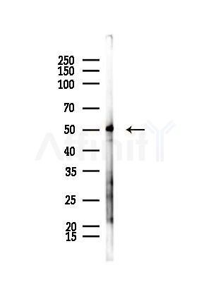 FOXD4 Antibody - Western blot analysis of lysates from Mouse testis, using FOXD4 Antibody at 1/1000 dilution.