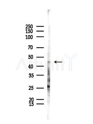 FOXD4 Antibody - Western blot analysis of lysates from HepG2 cells(starvation,24h treatment), using FOXD4 Antibody at 1/1000 dilution.
