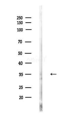 ALDOB Antibody - Western blot analysis of lysates from Mouse testis, using ALDOB Antibody at 1/1000 dilution.