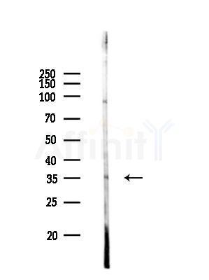 GPS2 Antibody - Western blot analysis of lysates from Rat brain, using GPS2 Antibody at 1/1000 dilution.