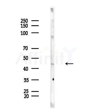 KCNJ9 Antibody - Western blot analysis of lysates from Rat brain, using KCNJ9 Antibody at 1/1000 dilution.