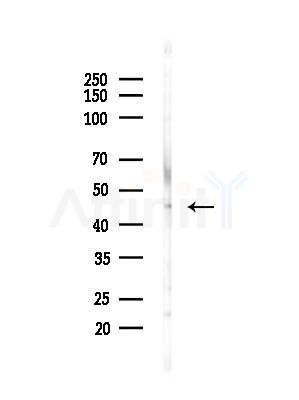 FUT3 Antibody - Western blot analysis of lysates from HepG2 cells(LPS,4h treatment), using FUT3 Antibody at 1/1000 dilution.