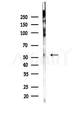 GABRG1 Antibody - Western blot analysis of lysates from Mouse testis, using GABRG1 Antibody at 1/1000 dilution.