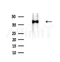GGH Antibody - Western blot analysis of lysates from Rat brain, using GGH Antibody at 1/1000 dilution.