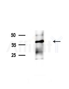 GGH Antibody - Western blot analysis of lysates from Mouse liver, using GGH Antibody at 1/1000 dilution.