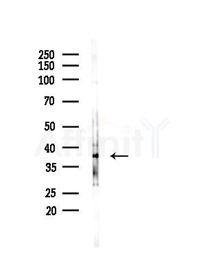 GGH Antibody - Western blot analysis of lysates from Mouse liver, using GGH Antibody at 1/1000 dilution.