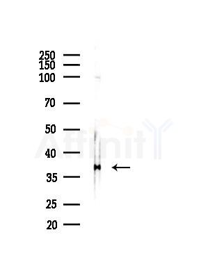 GGH Antibody - Western blot analysis of lysates from Rat brain, using GGH Antibody at 1/1000 dilution.