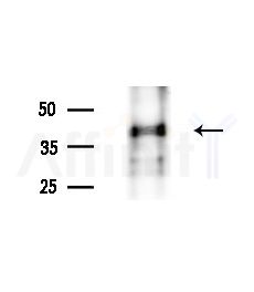 Connexin 45 / GJA7 Antibody - Western blot analysis of extracts from Rat brain, using Connexin 45 / GJA7 Antibody at 1/1000 dilution.