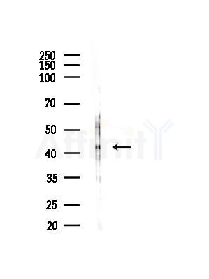 Connexin 45 / GJA7 Antibody - Western blot analysis of lysates from Rat brain, using Connexin 45 / GJA7 Antibody at 1/1000 dilution.