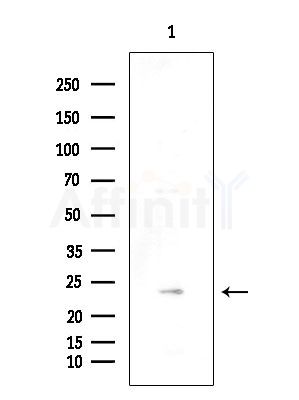 GJB7 Antibody - Western blot analysis of extracts from RAW264.