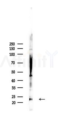 GJB7 Antibody - Western blot analysis of lysates from RAW264.
