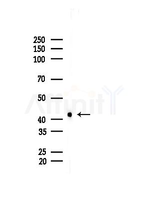 POFUT1 Antibody - Western blot analysis of lysates from Hela cells(UV,30min treatment), using POFUT1 Antibody at 1/1000 dilution.