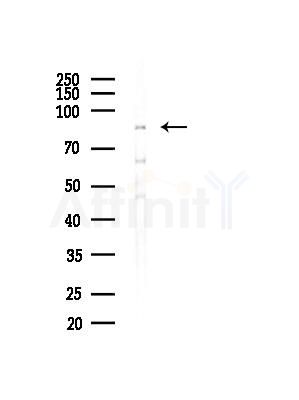 GIDRP88 Antibody - Western blot analysis of lysates from Rat brain, using GIDRP88 Antibody at 1/1000 dilution.