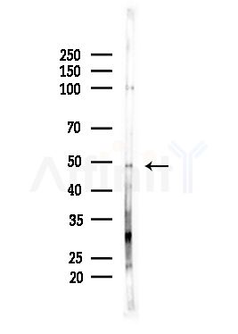 GDF7 Antibody - Western blot analysis of lysates from Mouse brain, using GDF7 Antibody at 1/1000 dilution.