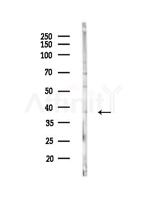 GIMAP4 Antibody - Western blot analysis of lysates from Hela cells, using GIMAP4 Antibody at 1/1000 dilution.