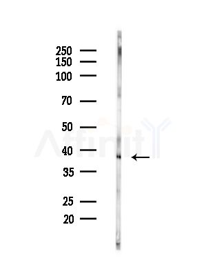 GIMAP4 Antibody - Western blot analysis of lysates from Mouse brain, using GIMAP4 Antibody at 1/1000 dilution.