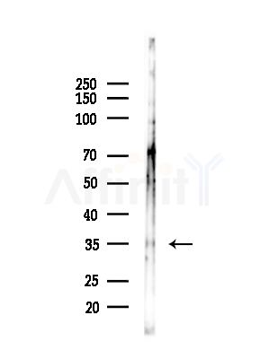 GIMAP5 Antibody - Western blot analysis of lysates from HepG2 cells(LPS,4h treatment), using GIMAP5 Antibody at 1/1000 dilution.