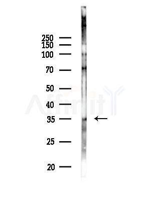 GIMAP5 Antibody - Western blot analysis of lysates from RAW264.