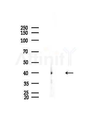 GNA14 Antibody - Western blot analysis of lysates from EC304 cells, using GNA14 Antibody at 1/1000 dilution.