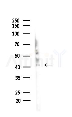 GNAI3 Antibody - Western blot analysis of lysates from Mouse brain, using GNAI3 Antibody at 1/1000 dilution.