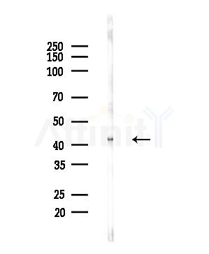GNAL Antibody - Western blot analysis of lysates from Mouse brain, using GNAL Antibody at 1/1000 dilution.