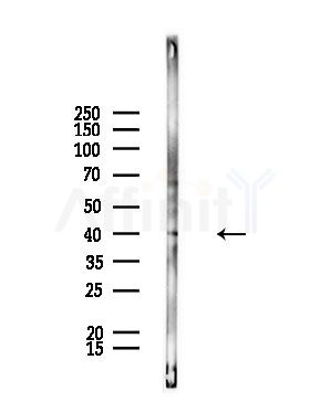 GNAL Antibody - Western blot analysis of lysates from Rat liver, using GNAL Antibody at 1/1000 dilution.