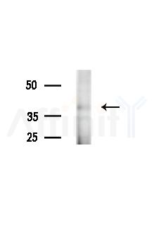 GNAT2 Antibody - Western blot analysis of extracts from B16F10-LUC cells(LPS,4h treatment), using GNAT2 Antibody at 1/1000 dilution.