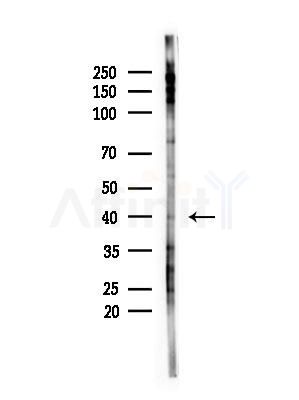 GNAT2 Antibody - Western blot analysis of lysates from B16F10-LUC cells(LPS,4h treatment), using GNAT2 Antibody at 1/1000 dilution.