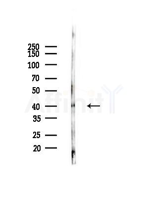 GNB5 Antibody - Western blot analysis of lysates from PC12 cells(UV,30min treatment), using GNB5 Antibody at 1/1000 dilution.