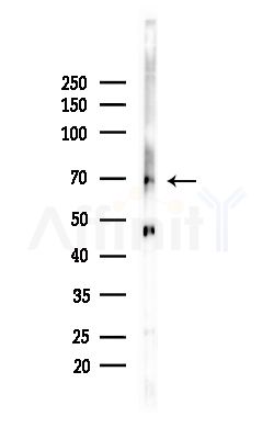 GNL3L Antibody - Western blot analysis of lysates from Mouse brain, using GNL3L Antibody at 1/1000 dilution.