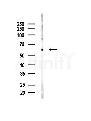 GBP3 Antibody - Western blot analysis of lysates from Mouse liver, using GBP3 Antibody at 1/1000 dilution.
