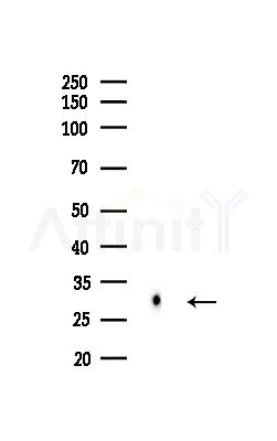 HLA-DOB Antibody - Western blot analysis of lysates from Hela cells(heat-shock,45min treatment), using HLA-DOB Antibody at 1/1000 dilution.