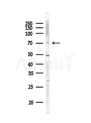 SIX5 Antibody - Western blot analysis of lysates from RAW264.