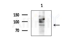 CEP97 Antibody - Western blot analysis of extracts from Mouse testis, using CEP97 Antibody at 1/1000 dilution.