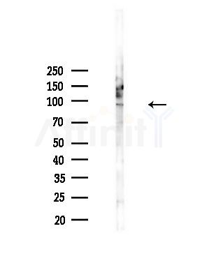 CEP97 Antibody - Western blot analysis of lysates from Mouse testis, using CEP97 Antibody at 1/1000 dilution.