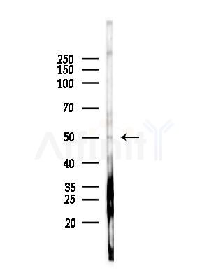 LRP11 Antibody - Western blot analysis of lysates from Rat brain, using LRP11 Antibody at 1/1000 dilution.