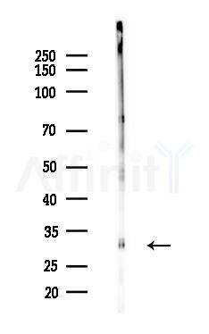 MAD2L1BP Antibody - Western blot analysis of lysates from B16F10-LUC cells(heat-shock,45min treatment), using MAD2L1BP Antibody at 1/1000 dilution.