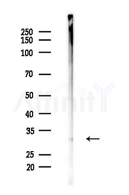 MAD2L1BP Antibody - Western blot analysis of lysates from Mouse liver, using MAD2L1BP Antibody at 1/1000 dilution.