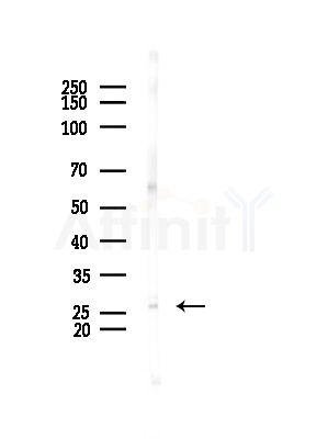 MBL2 Antibody - Western blot analysis of lysates from Mouse testis, using MBL2 Antibody at 1/1000 dilution.